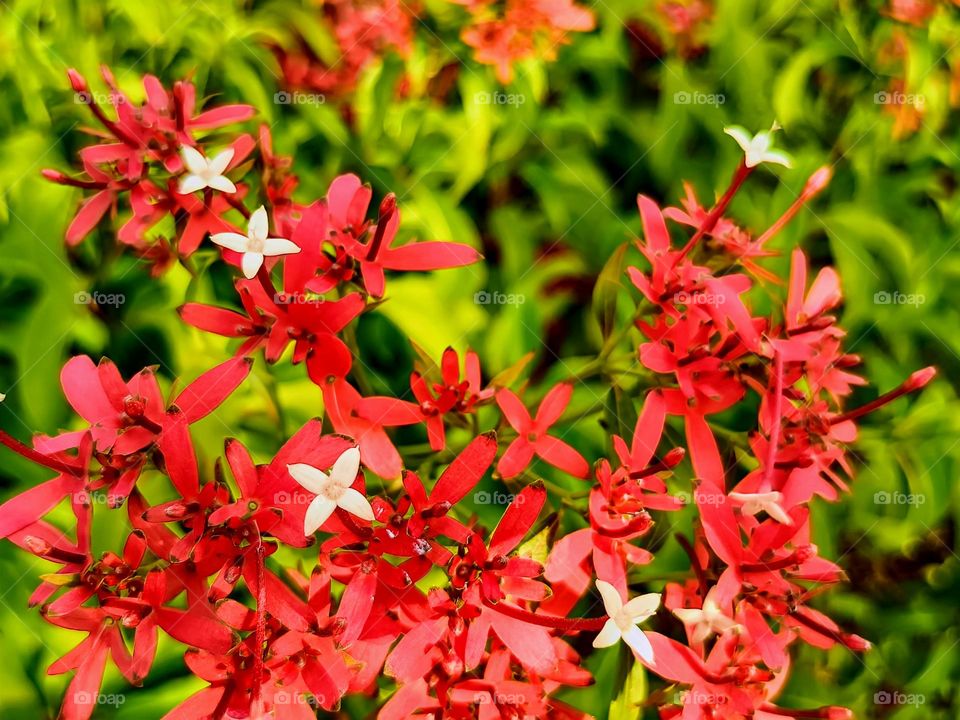 Rubia flaming beauty, Carphalea Kirondron or Paracarphalea Kirondron.