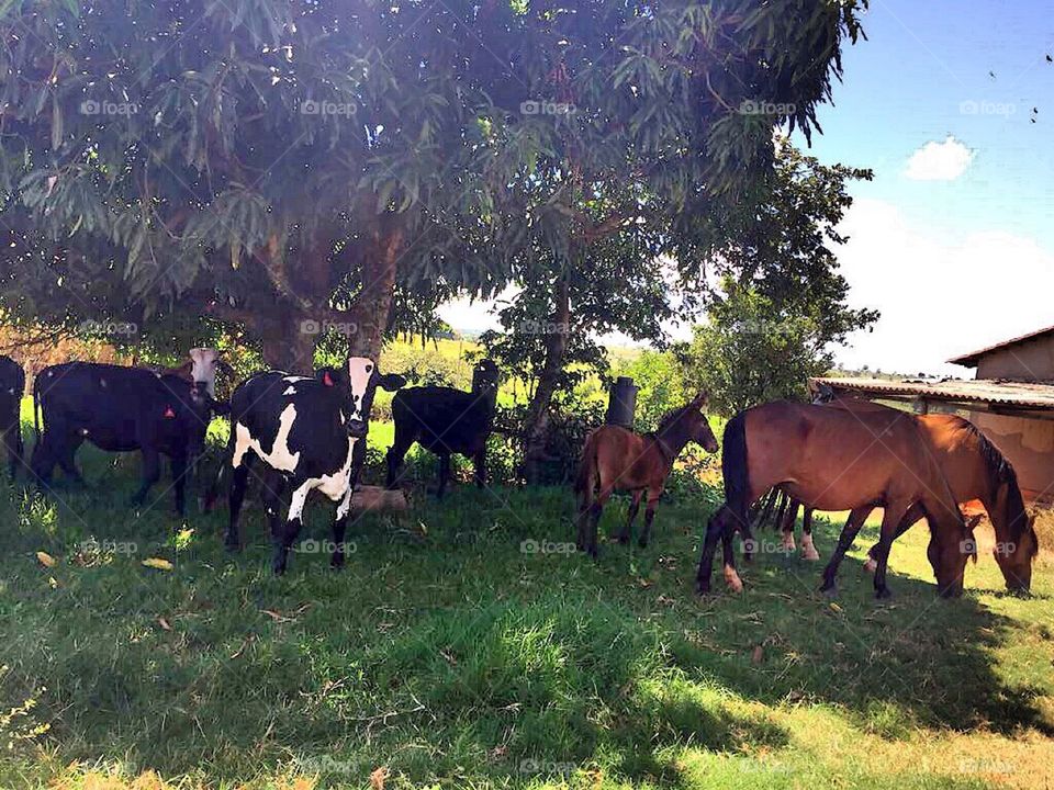 Cows and horses 