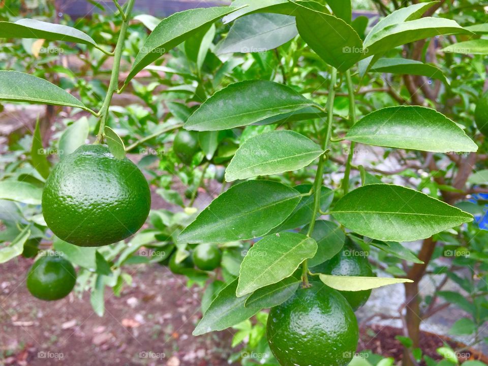 waiting for the citrus harvest