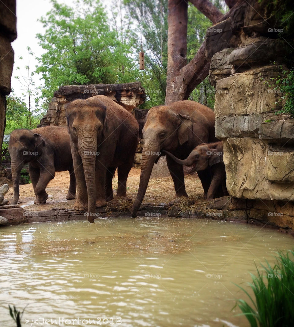 ELEPHANT FAMILY OUTING AT THE ST LOUIS ZOO, ST LOUIS MISSOURI, USA.