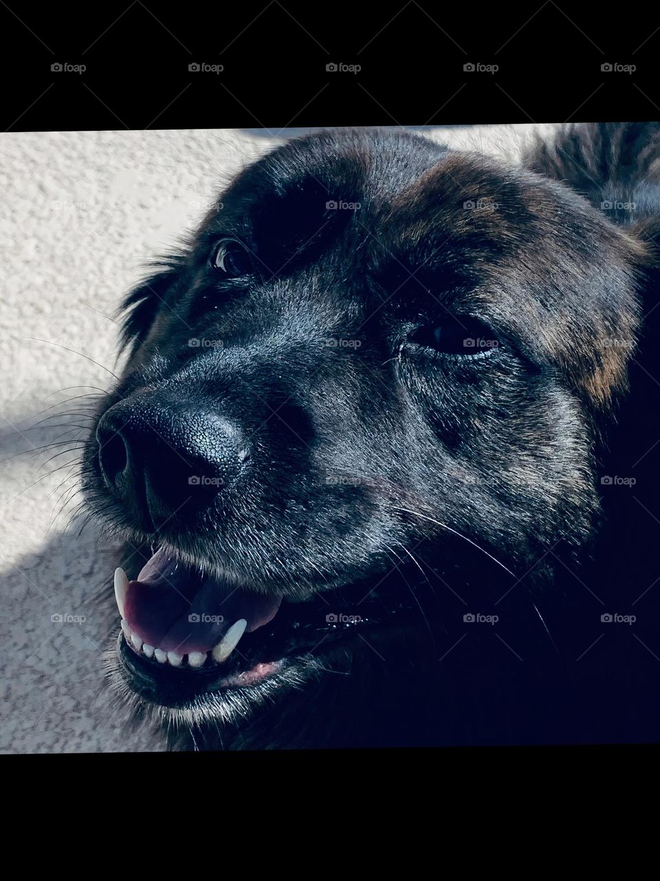 Happy Smiley Beautiful Long Hair Dog 