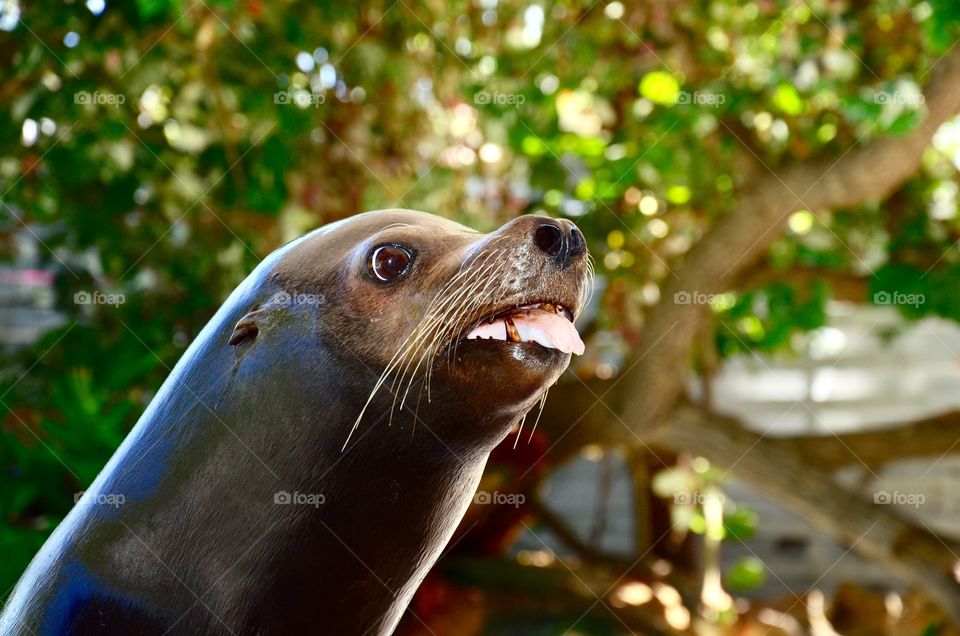 Seal tongue