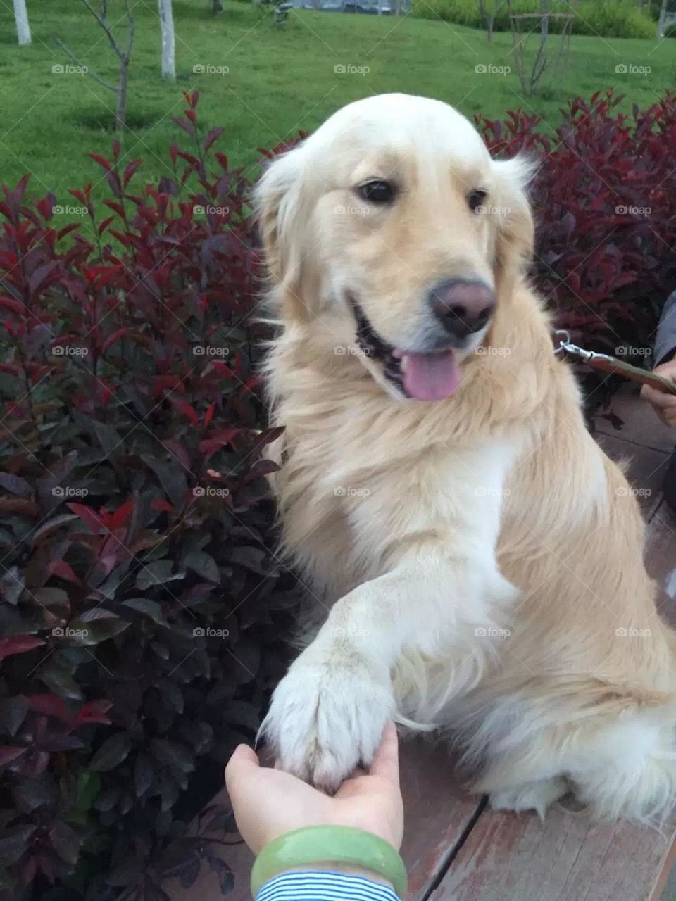 Hello, how are you!hand by hand with dog!