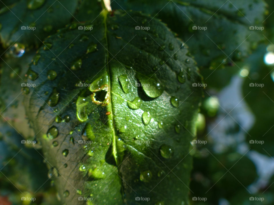 Rose bush leaf with water drops