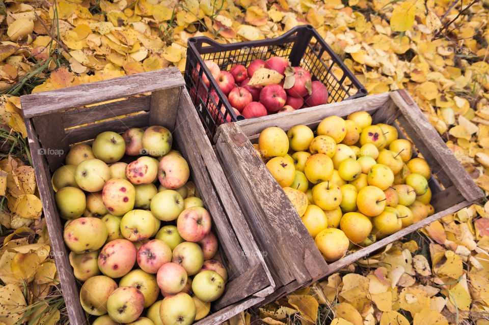Harvest ripe juicy and tasty apples.