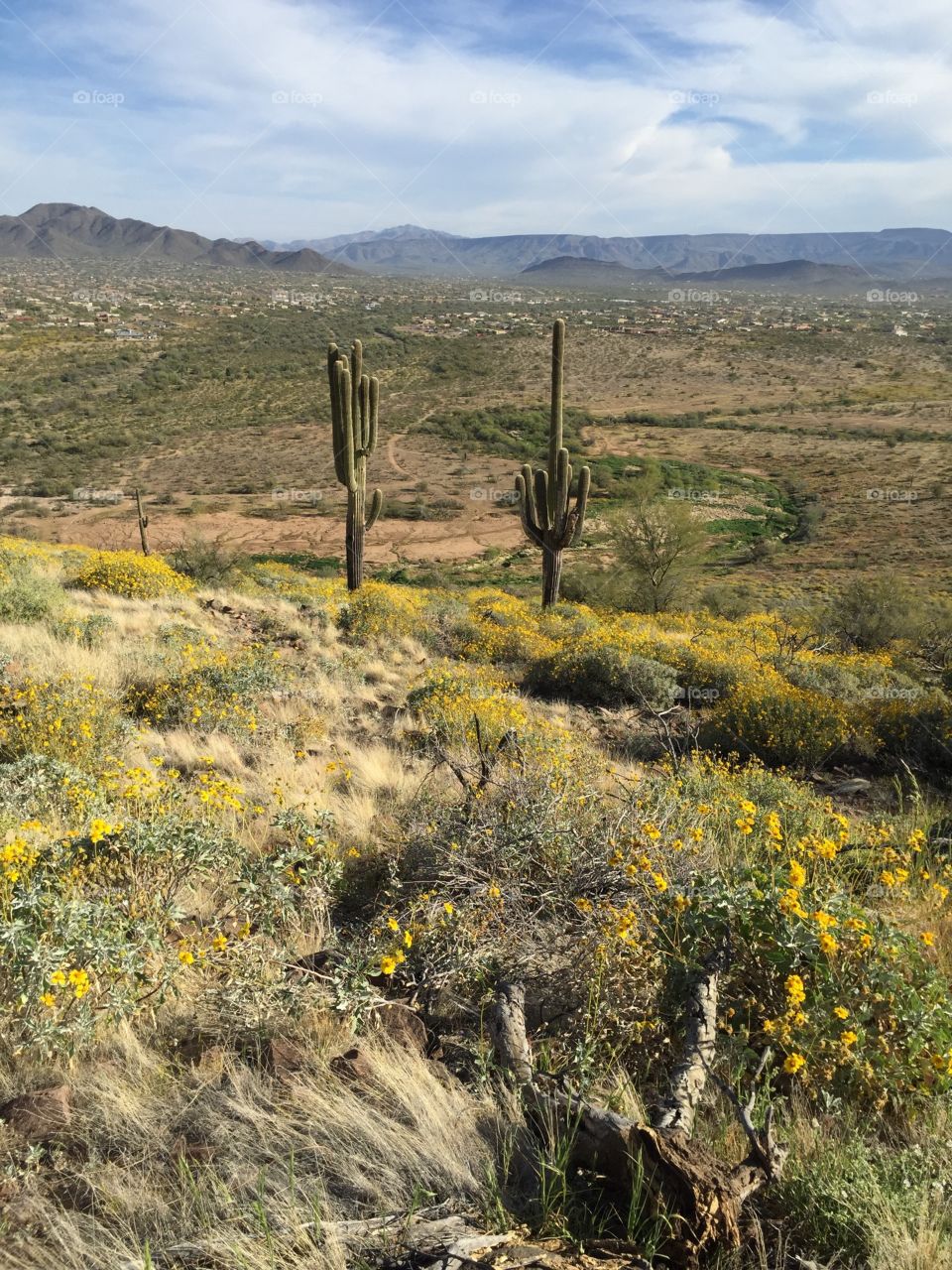 Desert hillside with wild flowers blooming and Saguaro cactus.