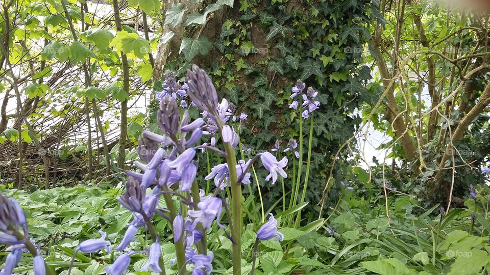 bluebell flowers in scotland