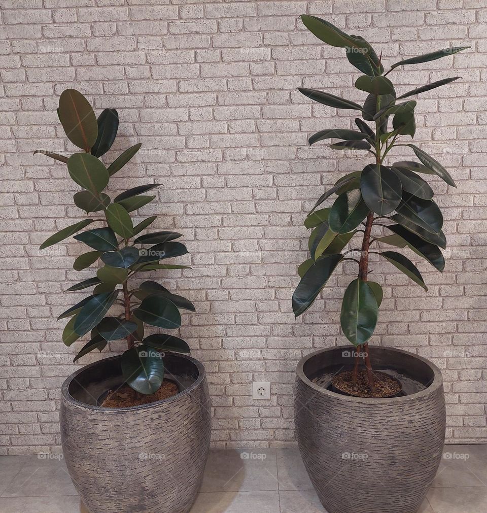 ornamental plants with a brick wall background