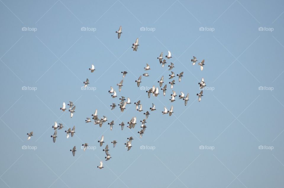 Pigeons in flight.