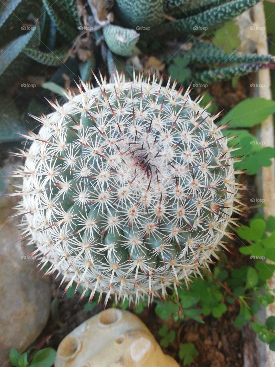 Cactus