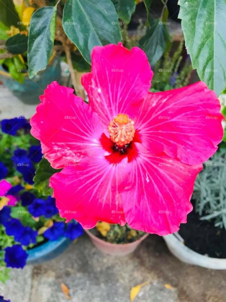 pink 🌸 flower