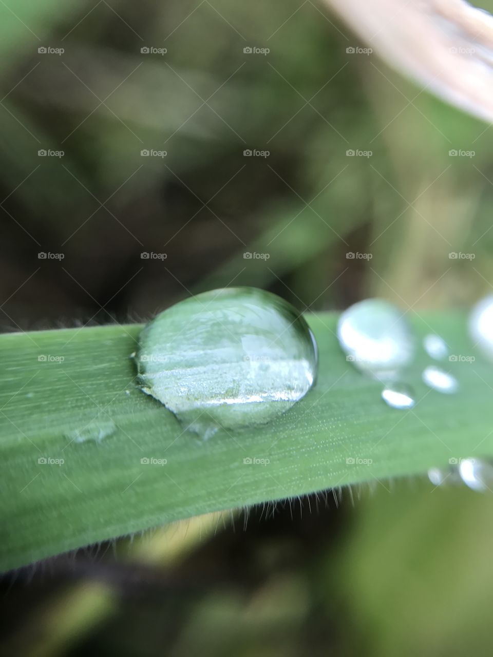 Rain, Drop, Dew, Nature, Leaf