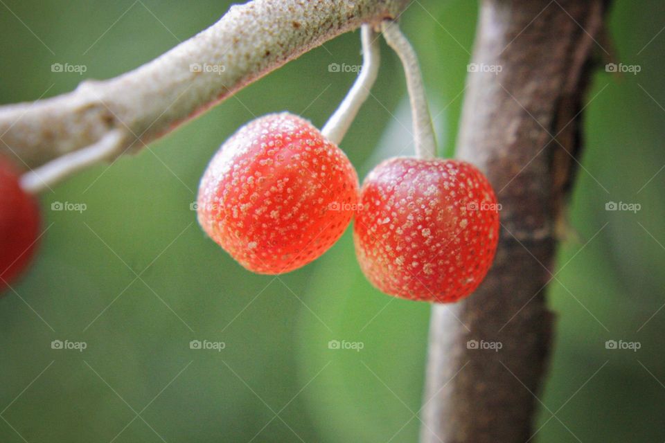 Wild berries fresh blooming with white polka dots