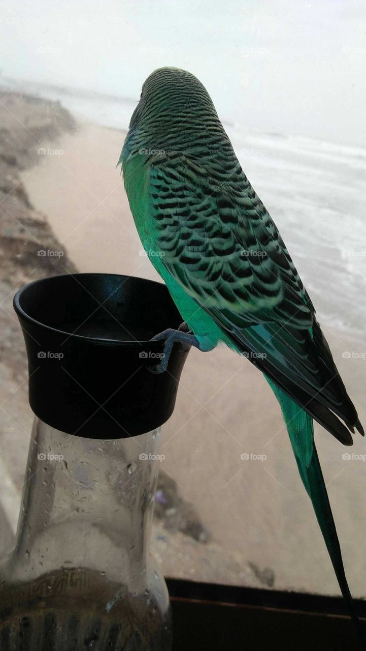 Beautiful green parrot