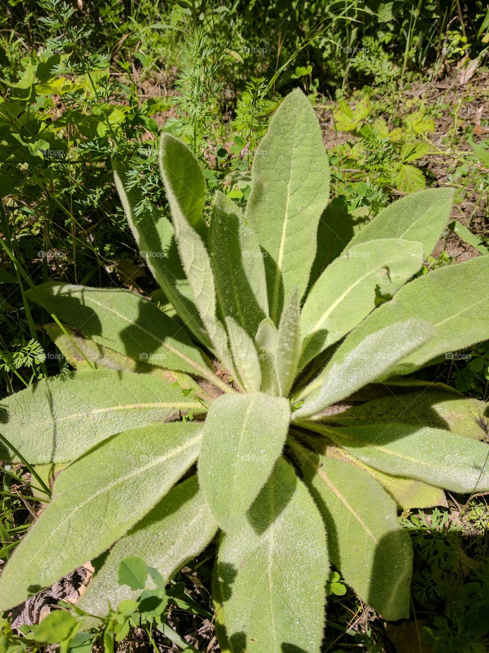 dew leaves