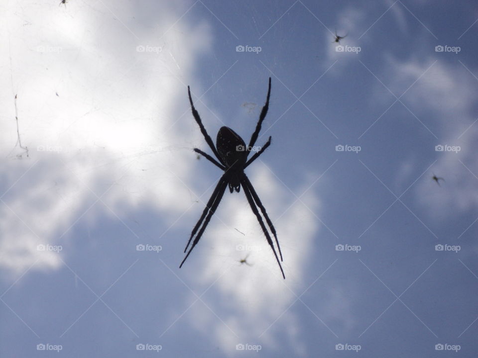 profit spiders wait for prey