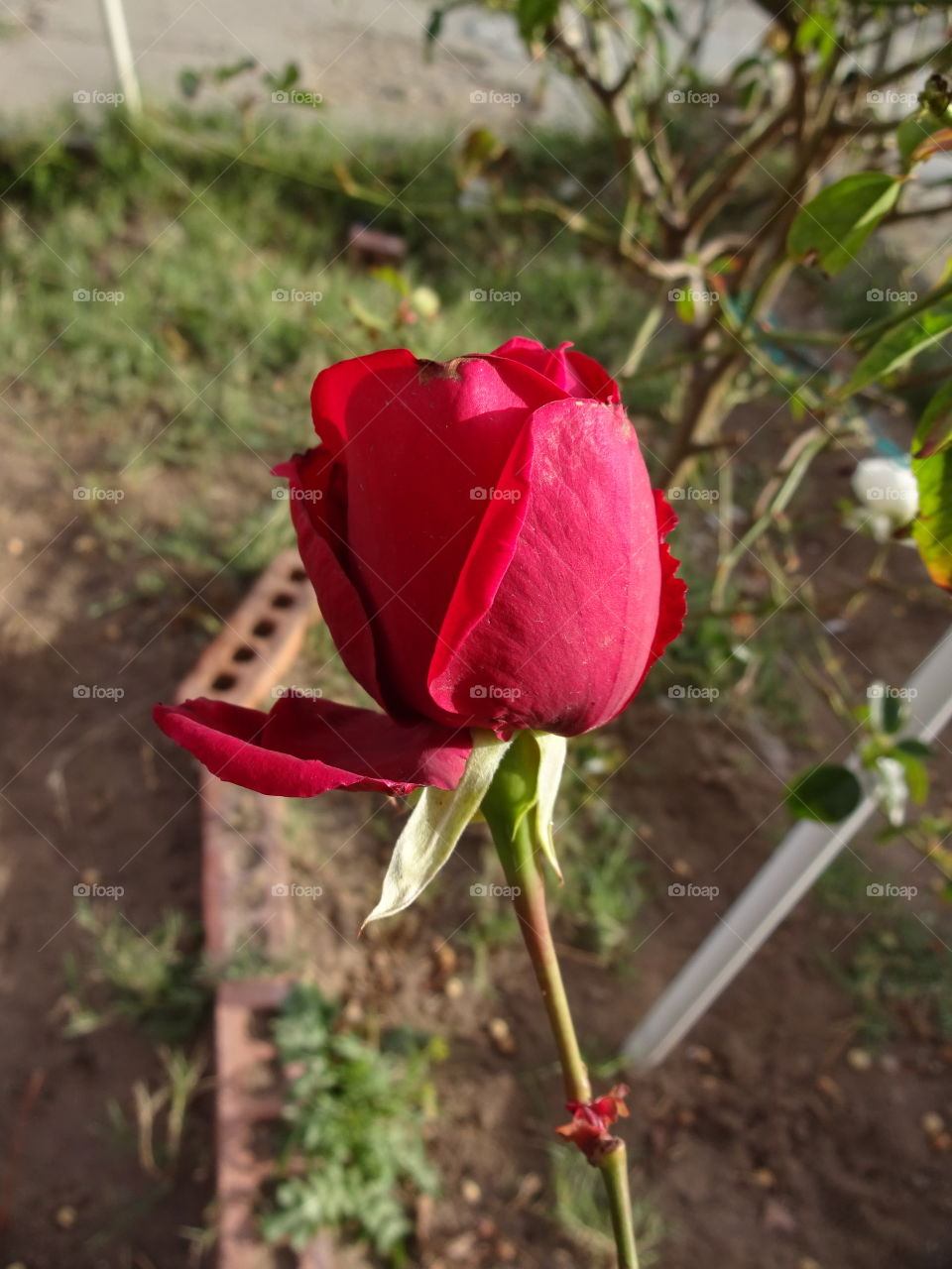 red rose