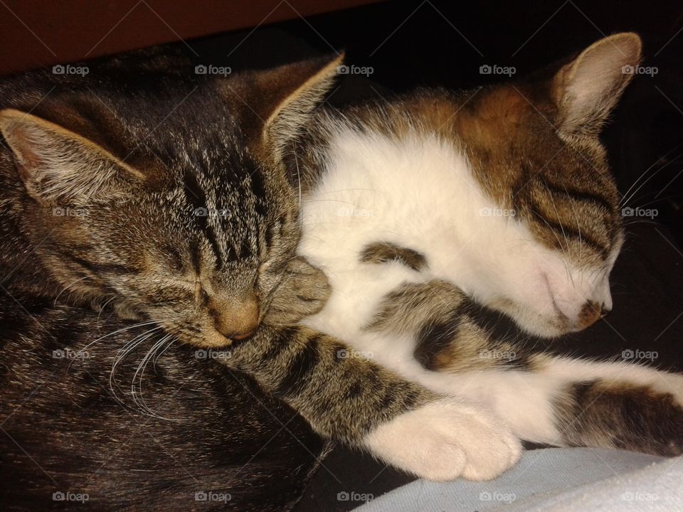 My beautiful cats allways sleep together...