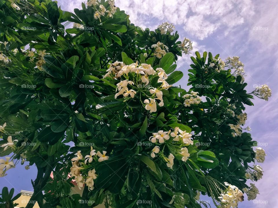 white colour blooming flower after autumn sessions very wonderful looks