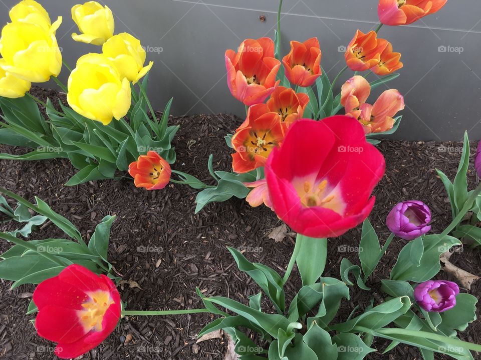 Tulips in bloom 