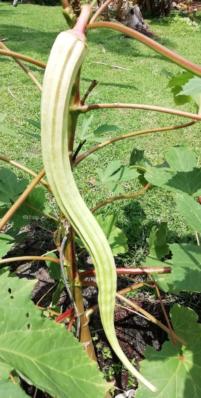 Fresh from the garden (giant one)