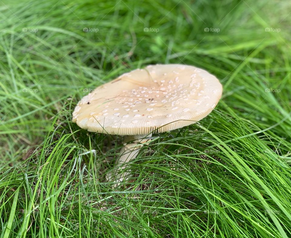Large and flat mushroom standing out amongst tall grasses.
