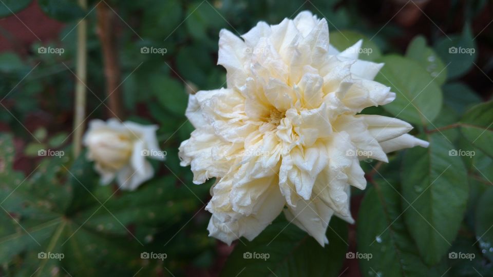 Rosas brancas amareladas lindíssimas!