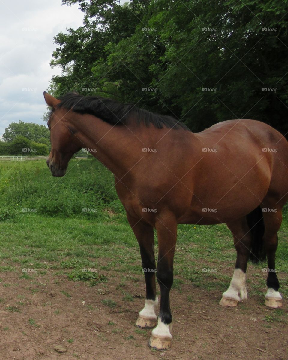 Horse looking away from the camera in a field on a cloudy summers day