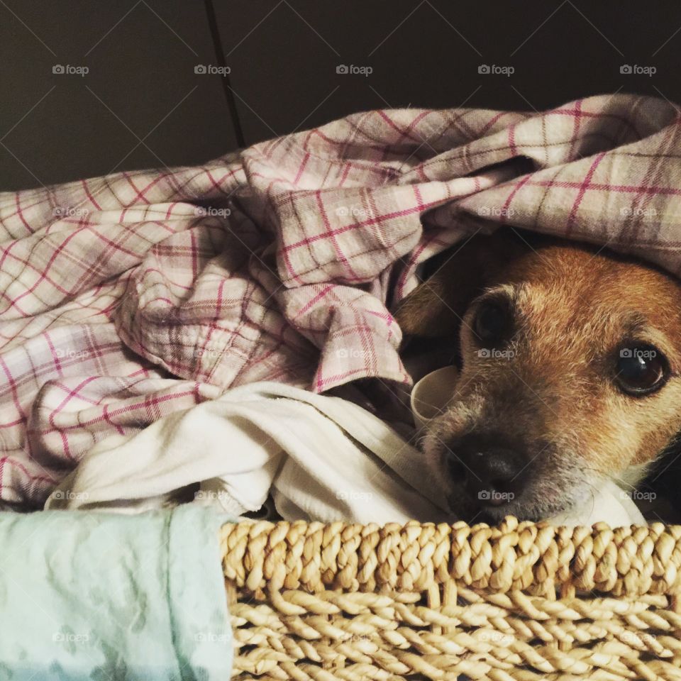 Doggie in a basket. . Maggie the Jack Russell hides in the laundry basket. 