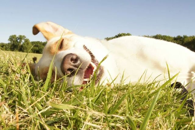 dog days of summer