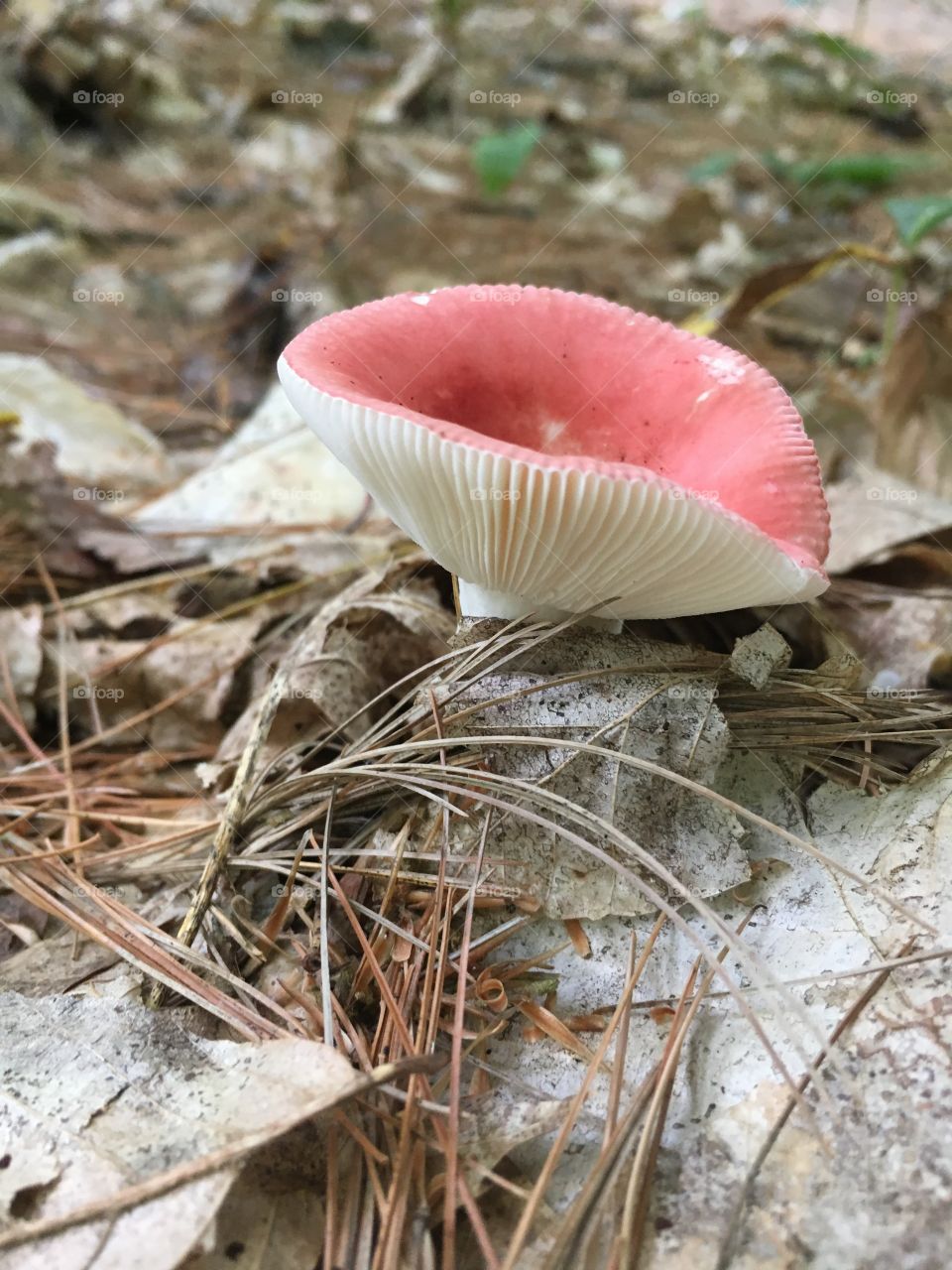 Fungus, Nature, Mushroom, No Person, Fall