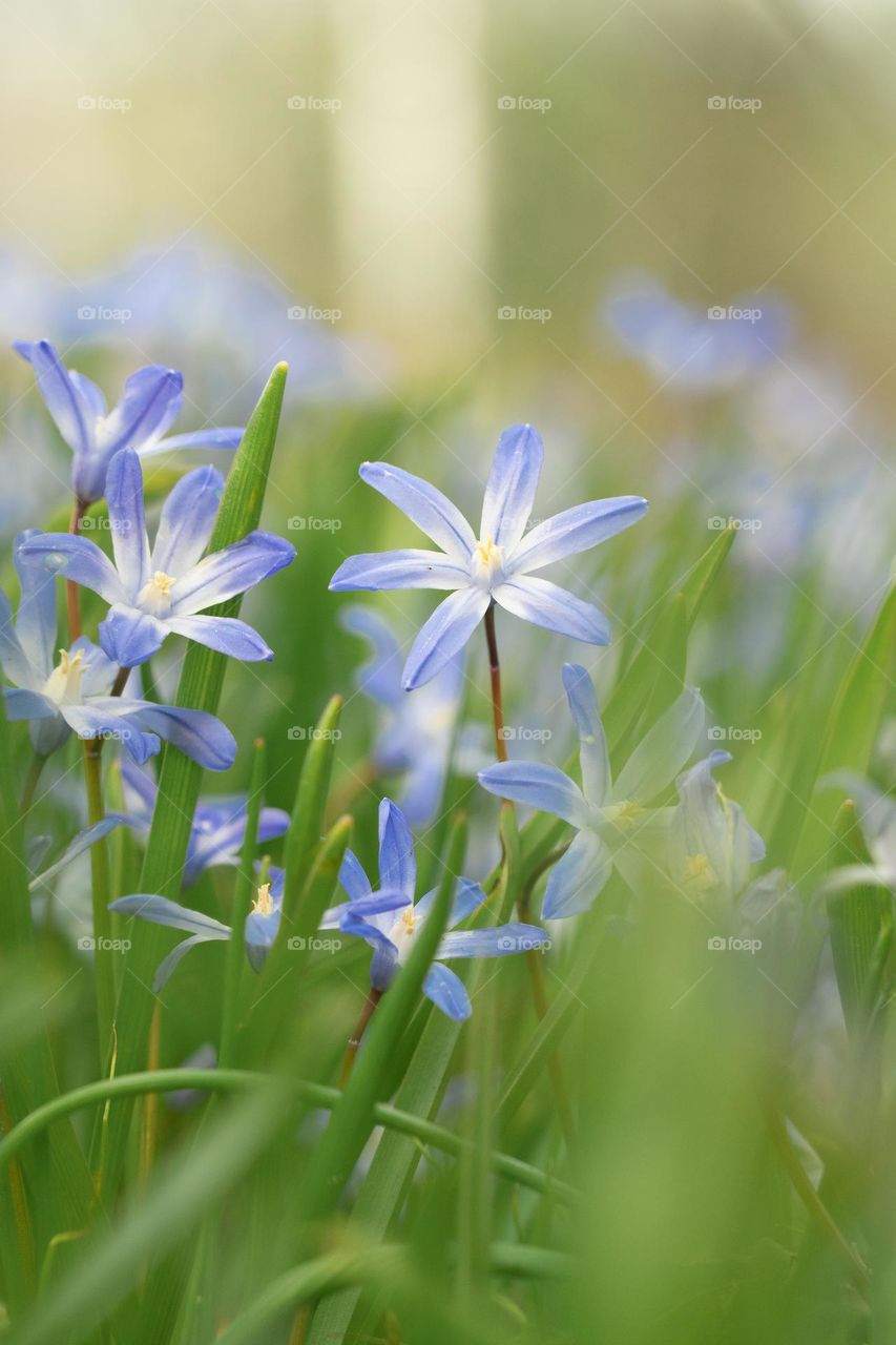 Close up or macro of blue spring flowers