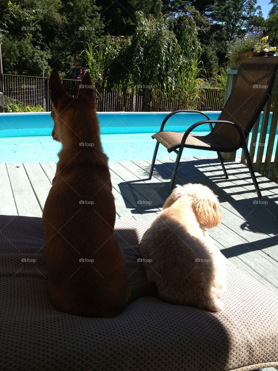 Dogs overlooking our pool area, hot, sunny!

