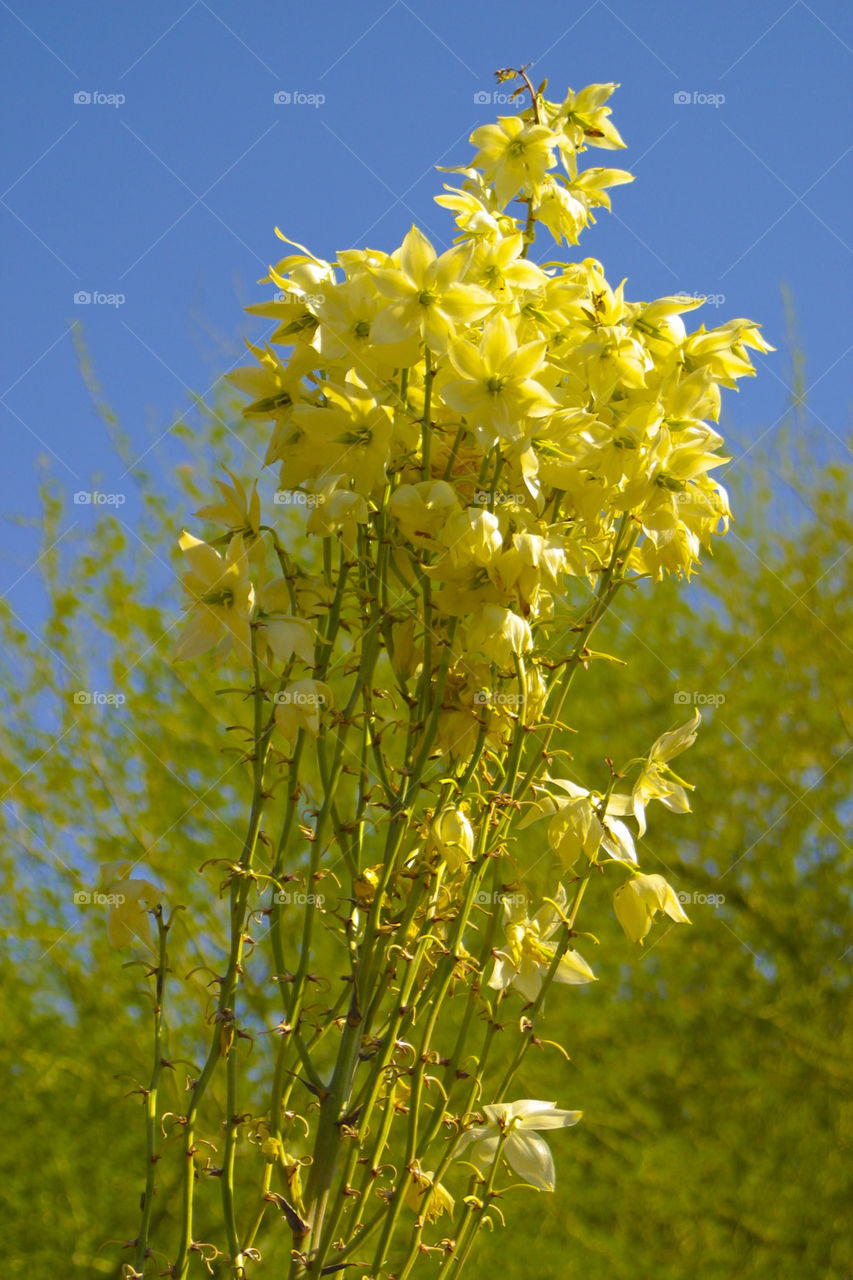 THE FLOWERS AT BOTANICAL GARDEN PHOENIX ARIZONA