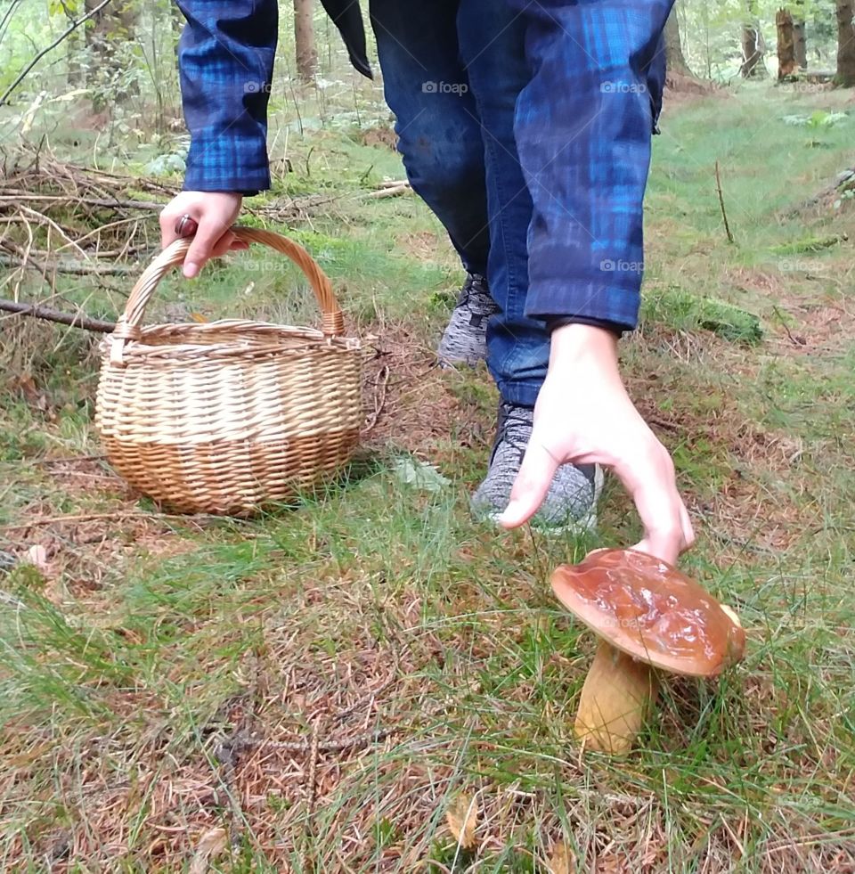 sammeln Pilze Wald spazieren suchen finden korb mushroom. collect. Forest boden ground