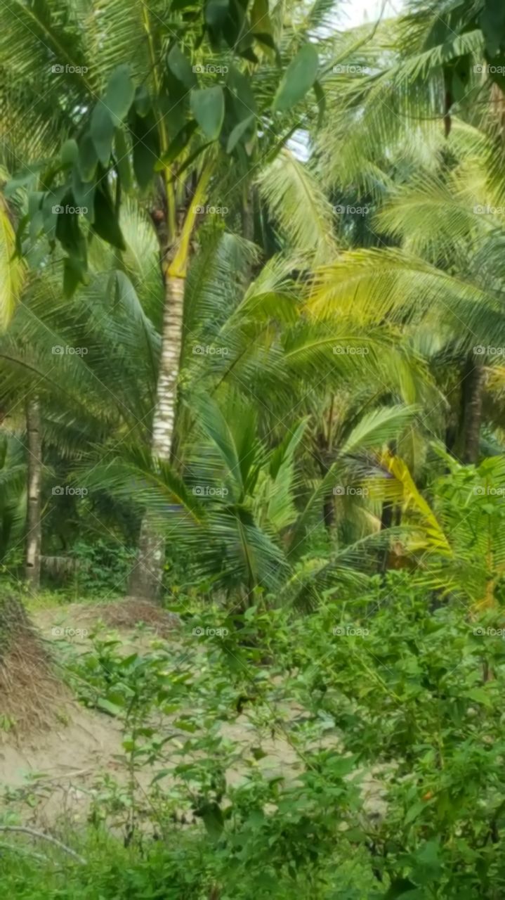 tree coconuts