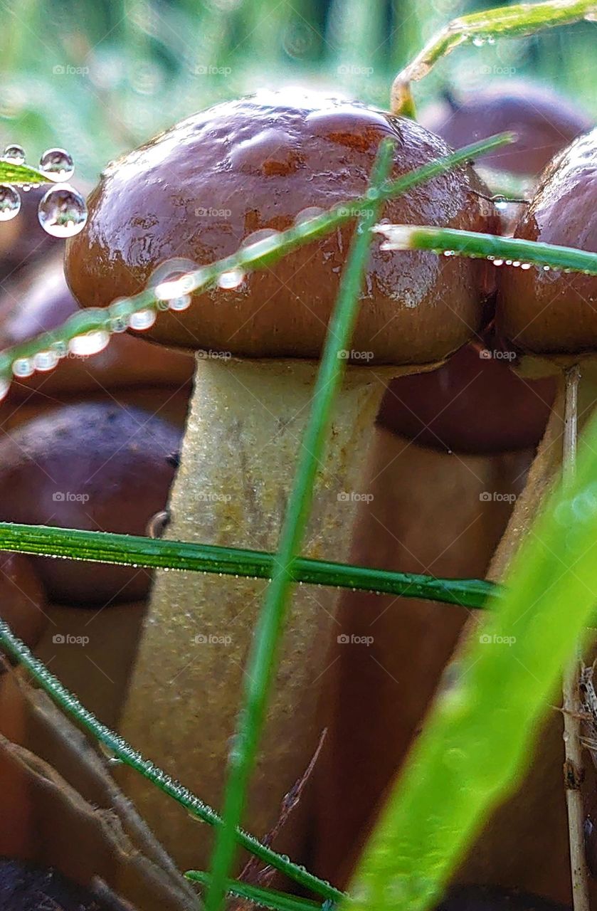 Funghi in dew drops