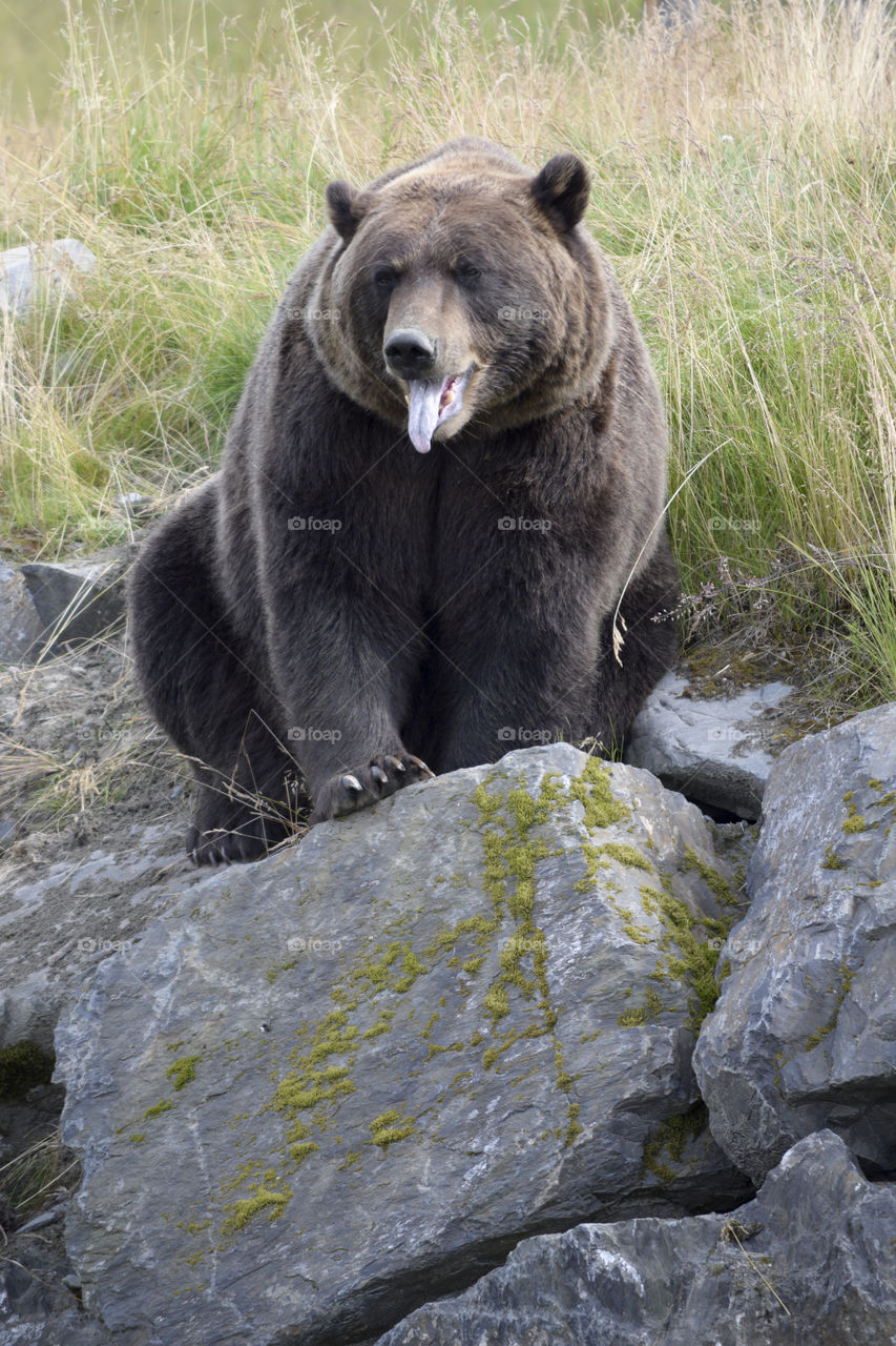 Happy Grizzly. Taken at the Alaska Wildlife Conservation Center in Seward