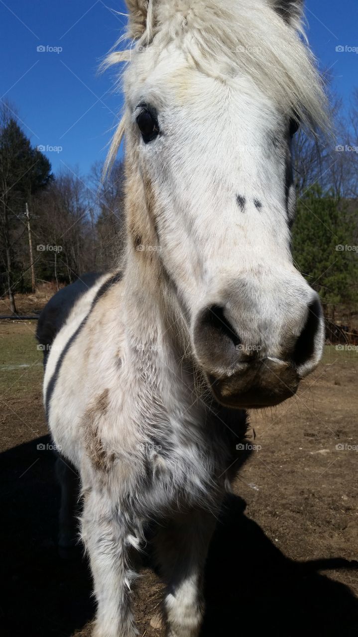 white shaggy pony