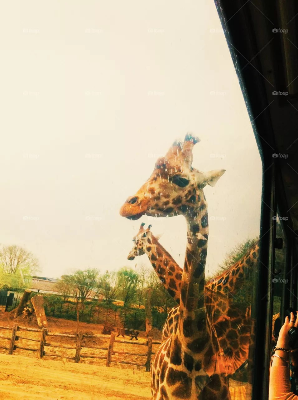 Safari