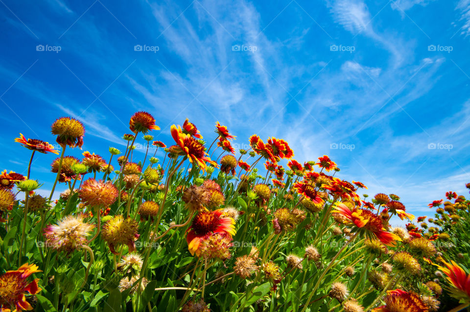 chrysanthemum