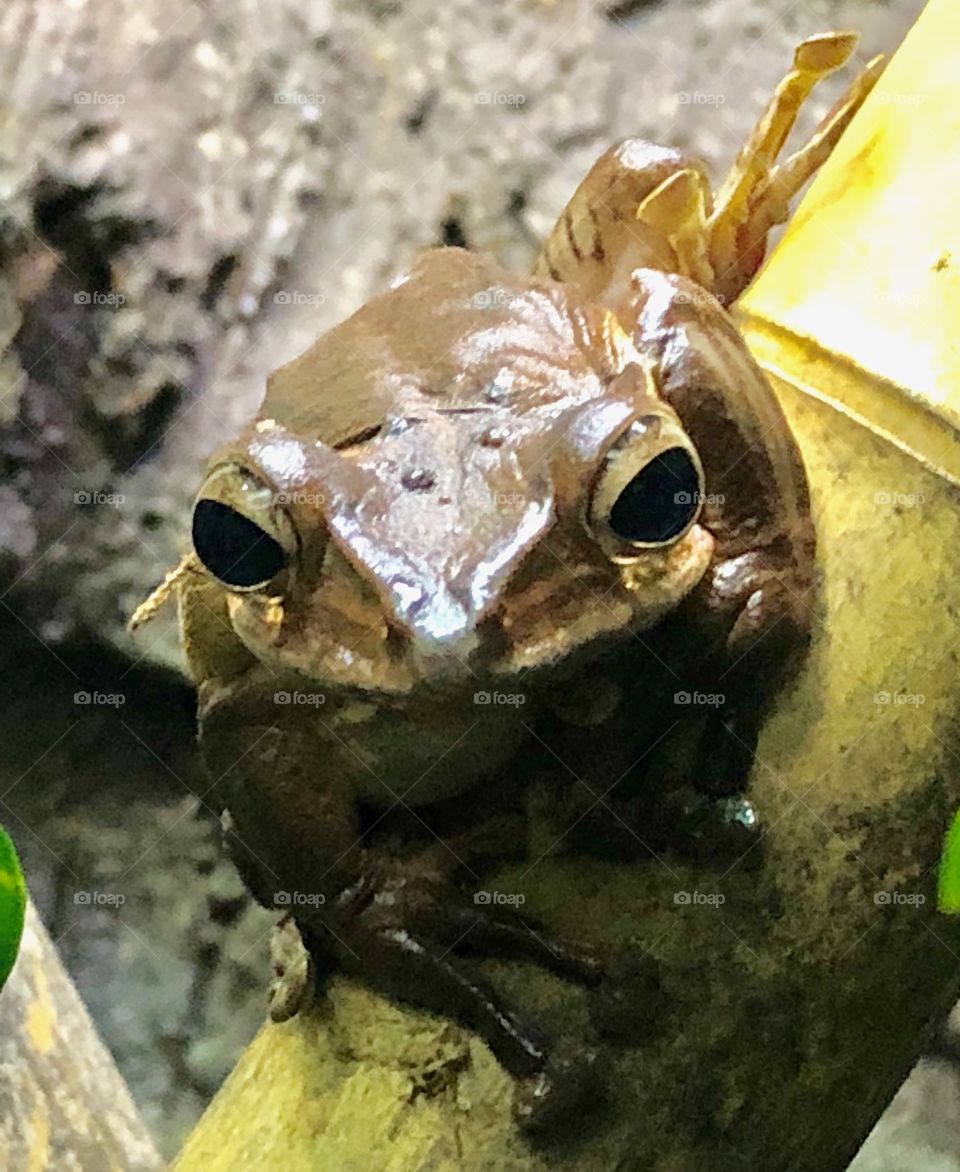 Frog from Borneo 