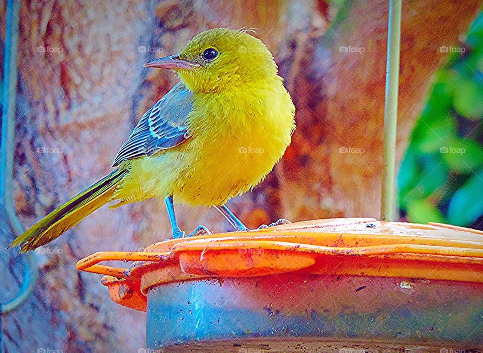 Young Oriole