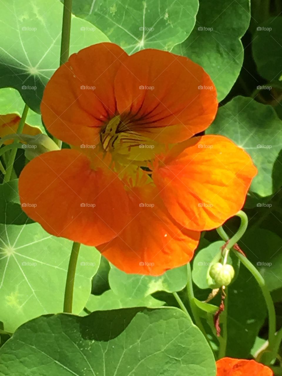 Orange flower