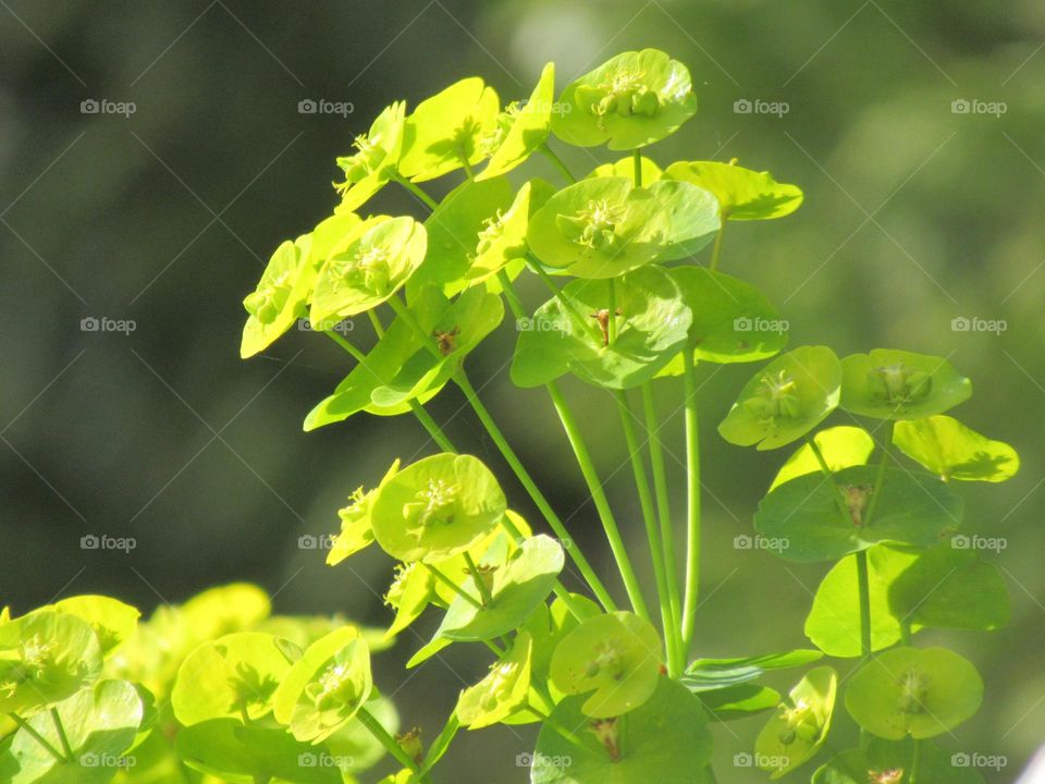 lime green euphorbia