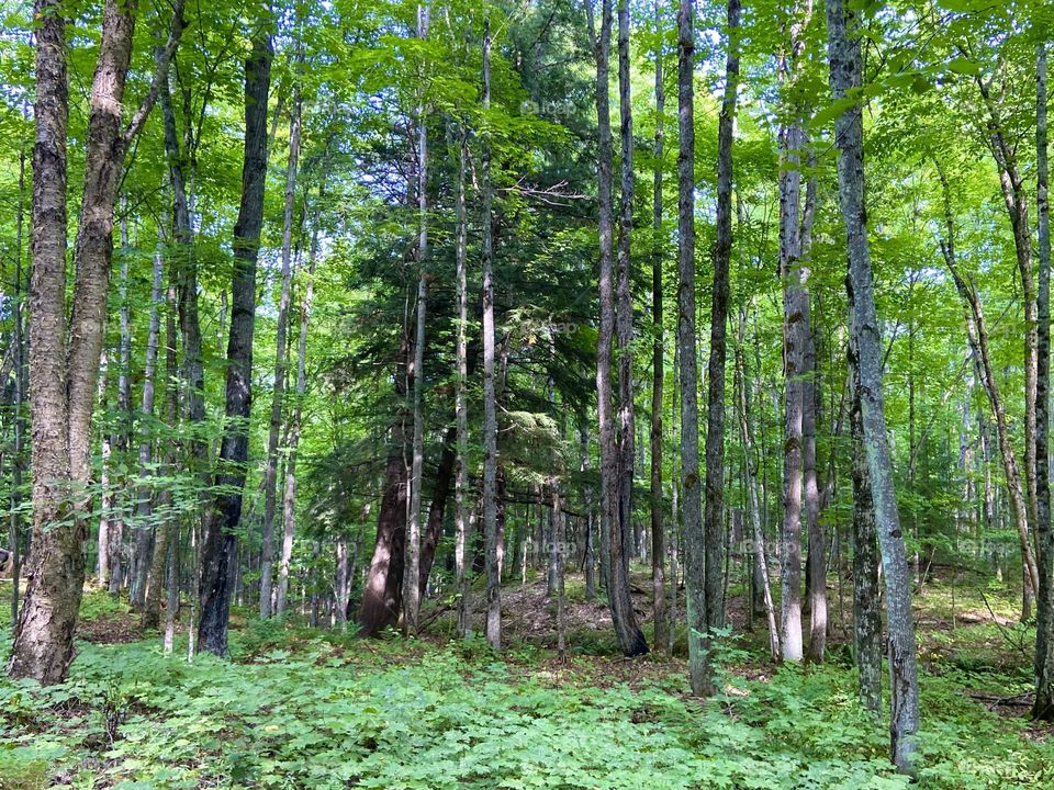 Wilderness forest in Michigan’s Upper Peninsula 