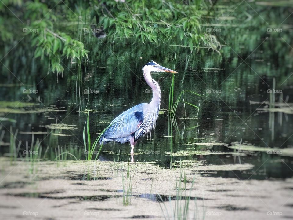 Blue Heron Boucherville Québec 