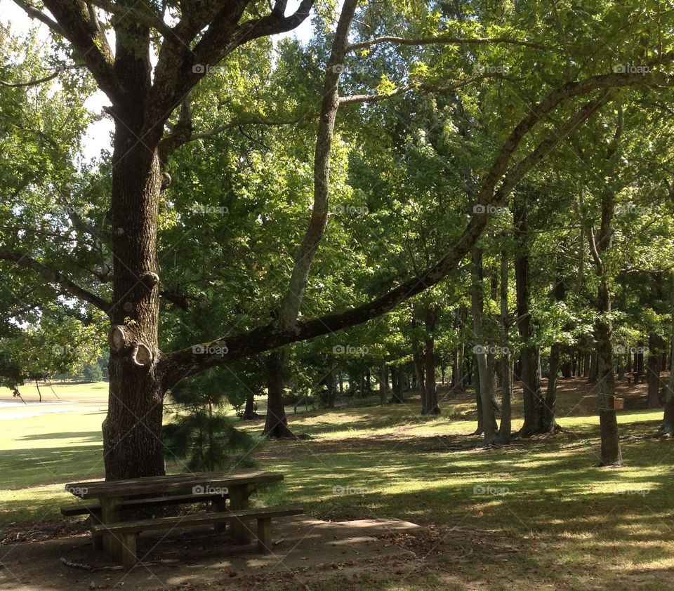 Nice place for a picnic