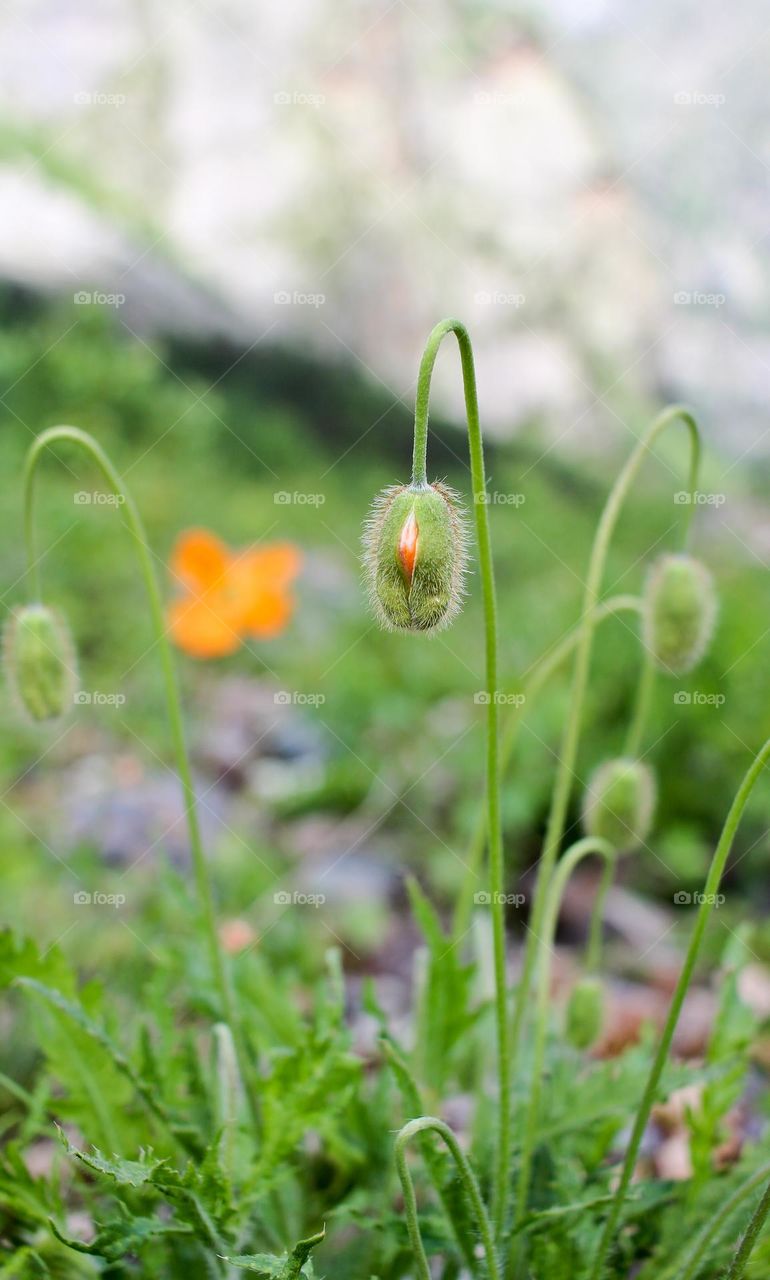 A poppy bud