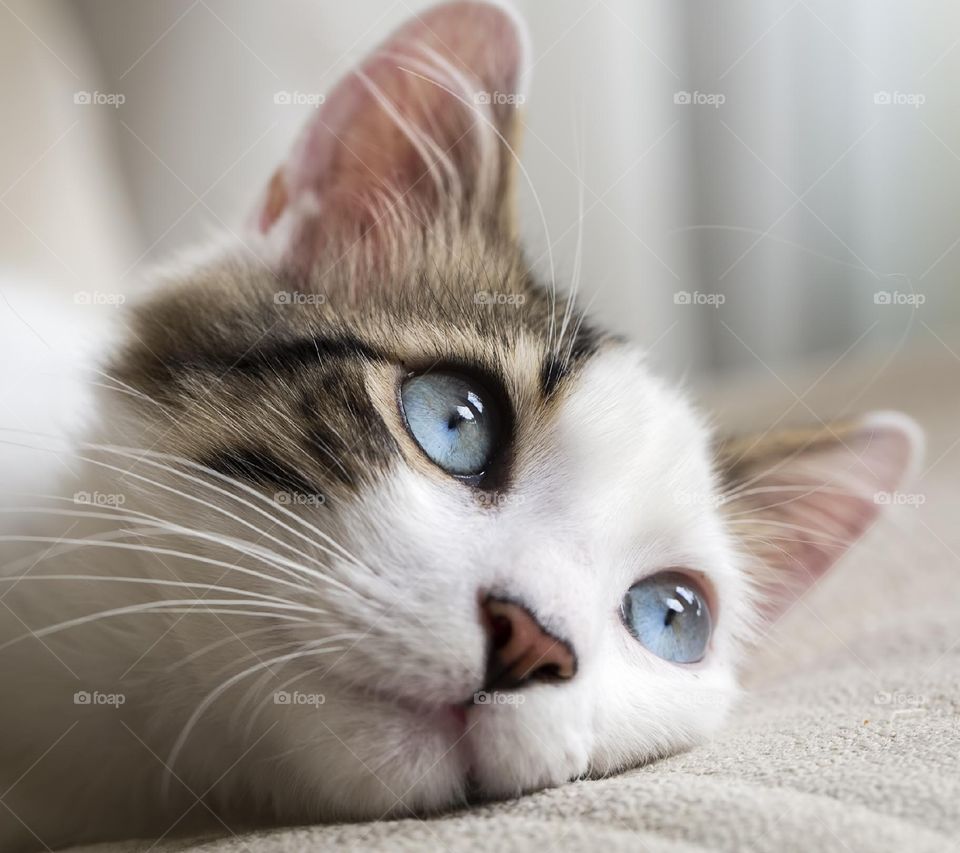 A blue eyes cat with sharp eyesight